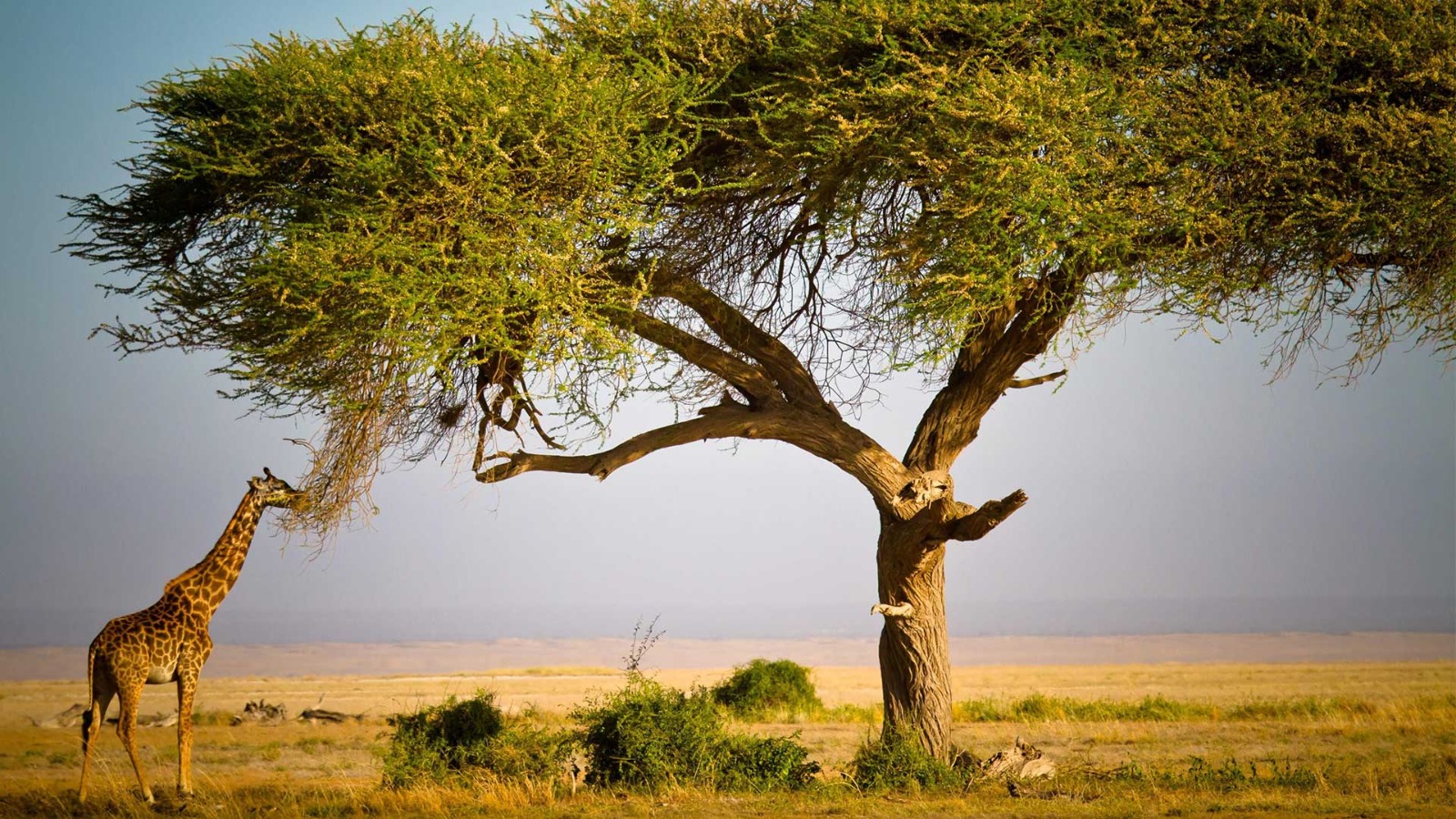 African acacia tree and giraffe in the South African landscape